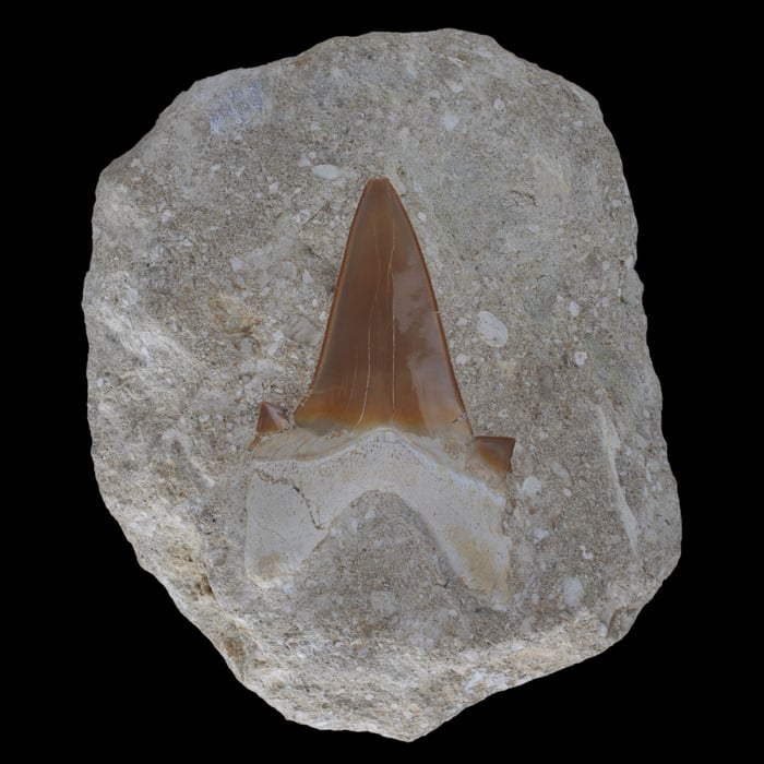 Otodus obliquus