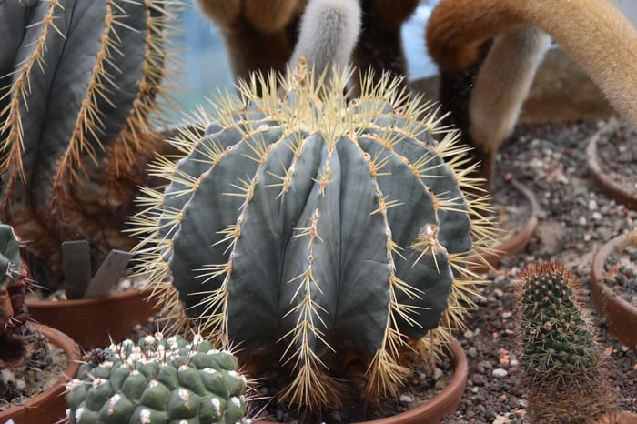 Soirée au Jardin - Cactus