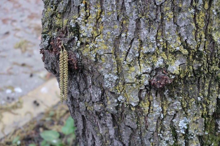 Sauvageons en ville - Myxomy… quoi ?