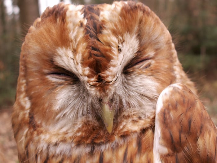 Soirées au Musée - Les chouettes du Jorat, entre nature et croyance. 