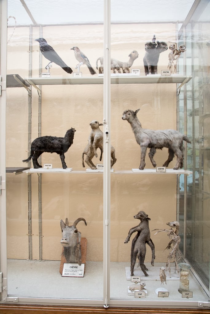 Soirées au Musée -  Le goût de l'étrange